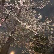 ヒメ日記 2025/04/16 18:31 投稿 みか CECIL