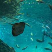 ヒメ日記 2025/03/12 12:51 投稿 中沢 るか YUDEN〜油殿〜谷九・日本橋店