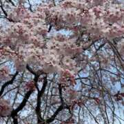 ヒメ日記 2025/04/08 16:31 投稿 中沢 るか YUDEN〜油殿〜谷九・日本橋店