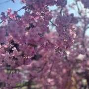 ヒメ日記 2025/04/12 19:23 投稿 りん 手コキガールズコレクション