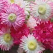 ヒメ日記 2026/03/24 15:53 投稿 もみじ 熟女の風俗最終章 八王子店