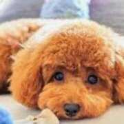 ヒメ日記 2025/01/25 20:39 投稿 もみじ 熟女の風俗最終章 所沢店