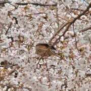 ヒメ日記 2025/03/30 18:04 投稿 うい ビデオDEはんど 名古屋校