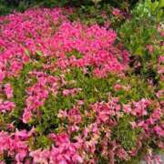 ヒメ日記 2025/05/31 10:01 投稿 くれあ 電車ごっこ