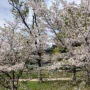 ヒメ日記 2026/04/07 16:17 投稿 しん 熟女家 堺東店