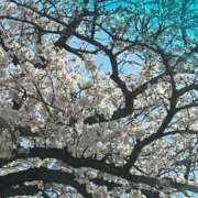 ヒメ日記 2025/04/09 12:46 投稿 しのぶ イエローキャブ