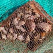 ヒメ日記 2025/05/08 11:06 投稿 しのぶ イエローキャブ