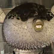 ヒメ日記 2025/10/06 12:52 投稿 しのぶ イエローキャブ