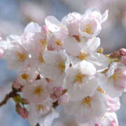 ヒメ日記 2026/03/25 12:00 投稿 しのぶ イエローキャブ