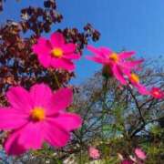 しおり ご予約💓 完熟ばなな 立川