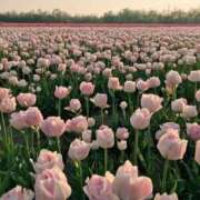 ヒメ日記 2025/03/01 22:49 投稿 茅森 さや アリス女学院 日本橋校