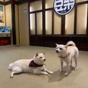 ヒメ日記 2025/12/29 13:40 投稿 茅森 さや アリス女学院 日本橋校