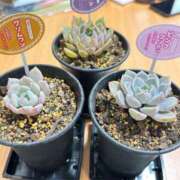 ヒメ日記 2025/01/25 23:28 投稿 りんか マドンナSANSAIN