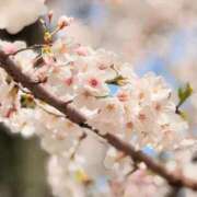 ヒメ日記 2025/04/06 14:38 投稿 りんか マドンナSANSAIN