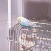 ヒメ日記 2025/05/12 22:17 投稿 橋本 あすか 横浜メロディー