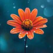 ヒメ日記 2025/10/08 01:56 投稿 有田 熟女の風俗最終章 新横浜店