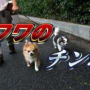 ヒメ日記 2025/05/31 12:16 投稿 あきら カワサキ EROTIC