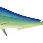 ヒメ日記 2025/09/26 21:52 投稿 あきら カワサキ EROTIC