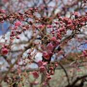 ヒメ日記 2026/02/21 12:32 投稿 あきら カワサキ EROTIC