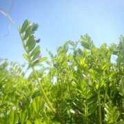 ヒメ日記 2025/03/29 14:06 投稿 鈴谷ゆうり 五十路マダム　和歌山店