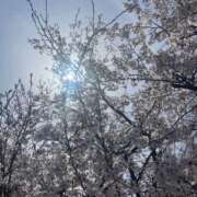 ヒメ日記 2025/04/05 11:24 投稿 鈴谷ゆうり 五十路マダム　和歌山店