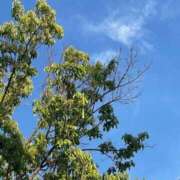 ヒメ日記 2025/04/29 12:00 投稿 鈴谷ゆうり 五十路マダム　和歌山店