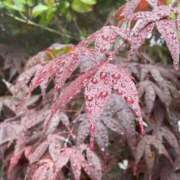 ヒメ日記 2025/06/07 23:12 投稿 鈴谷ゆうり 五十路マダム　和歌山店