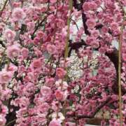 ヒメ日記 2026/02/25 09:02 投稿 鈴谷ゆうり 五十路マダム　和歌山店