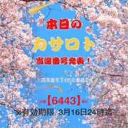 ヒメ日記 2026/03/04 10:30 投稿 鈴谷ゆうり 五十路マダム　和歌山店