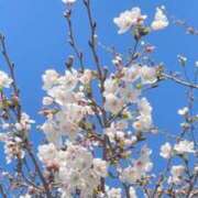 ヒメ日記 2026/04/04 00:30 投稿 鈴谷ゆうり 五十路マダム　和歌山店