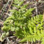 ヒメ日記 2026/04/17 17:54 投稿 鈴谷ゆうり 五十路マダム　和歌山店