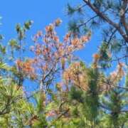 ヒメ日記 2026/04/21 20:56 投稿 鈴谷ゆうり 五十路マダム　和歌山店