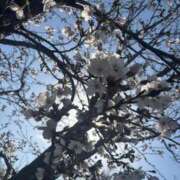 ヒメ日記 2025/03/30 17:04 投稿 しのん One More奥様　蒲田店