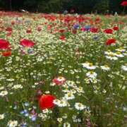 ヒメ日記 2025/05/22 01:54 投稿 しのん One More奥様　蒲田店