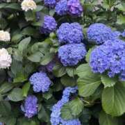 ヒメ日記 2025/06/08 21:14 投稿 しのん One More奥様　蒲田店