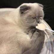 ヒメ日記 2025/11/25 19:44 投稿 しのん One More奥様　蒲田店