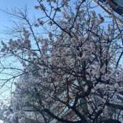 ヒメ日記 2026/02/22 03:14 投稿 しのん One More奥様　蒲田店