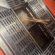 ヒメ日記 2026/03/16 15:44 投稿 しのん One More奥様　蒲田店