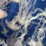 ヒメ日記 2026/03/05 10:38 投稿 松田 艶妻