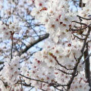 ヒメ日記 2026/04/03 13:30 投稿 松田 艶妻