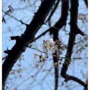 ヒメ日記 2025/03/29 21:48 投稿 はる 完熟ばなな川崎