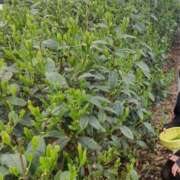 ヒメ日記 2025/04/16 17:02 投稿 あすか 鶯谷デリヘル倶楽部