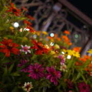 ヒメ日記 2026/01/12 08:35 投稿 るい 奥鉄オクテツ兵庫