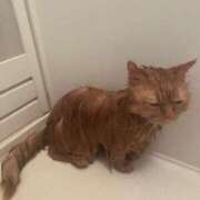 ヒメ日記 2025/04/02 18:11 投稿 さく レモンカフェ