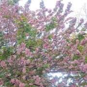 ヒメ日記 2025/04/21 18:53 投稿 あげは One More奥様　立川店