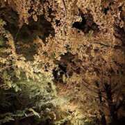 ヒメ日記 2025/11/16 00:30 投稿 あげは One More奥様　立川店