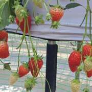 ヒメ日記 2025/04/14 21:49 投稿 あげは One More奥様　八王子店