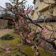 ヒメ日記 2026/03/21 16:25 投稿 あげは One More奥様　八王子店