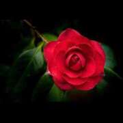 長澤ありす ご案内 川崎人妻城