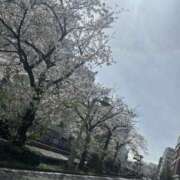 ゆい 桜満開🌸 eight